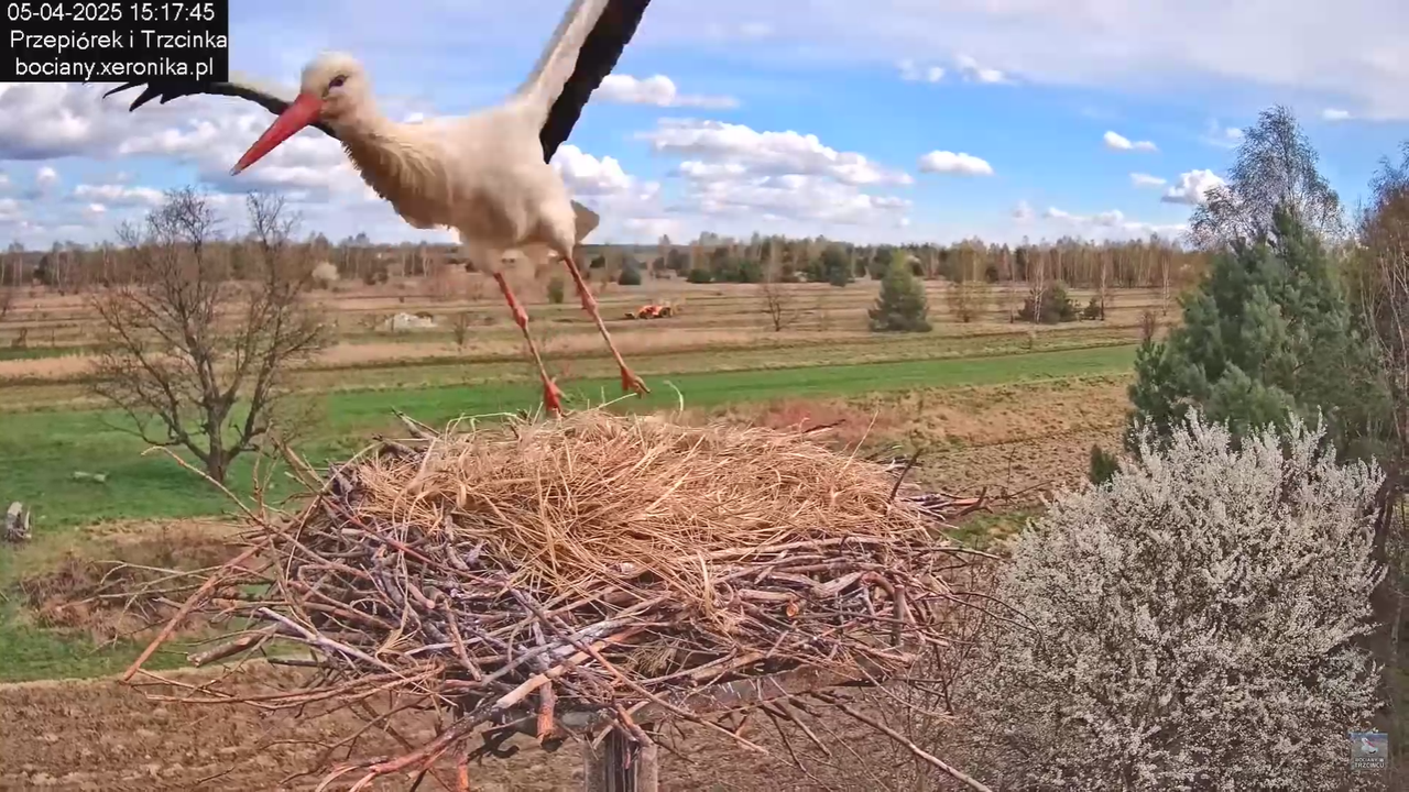05042025paresekundwgniezdzie_23