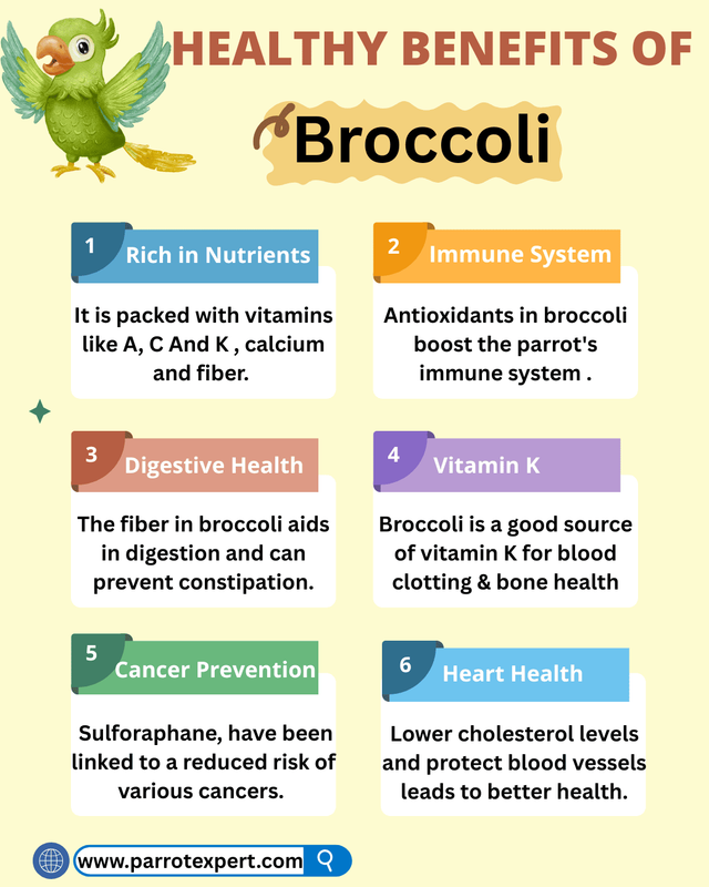 feeding broccoli to parrots