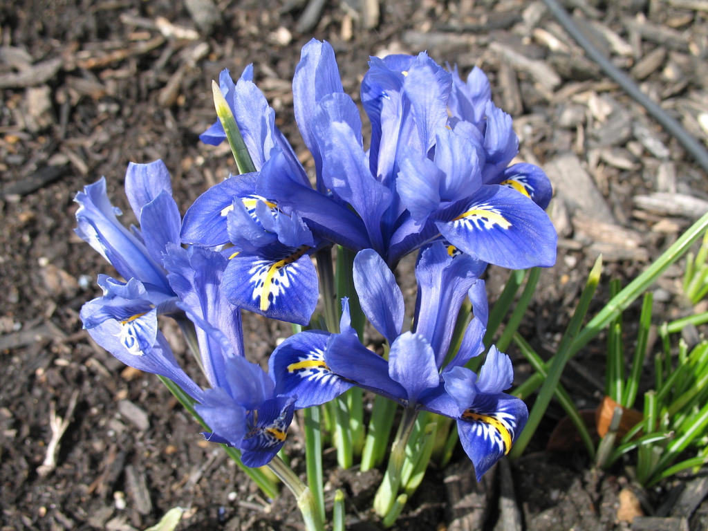 Siberian Iris 04.08.2014  (1)