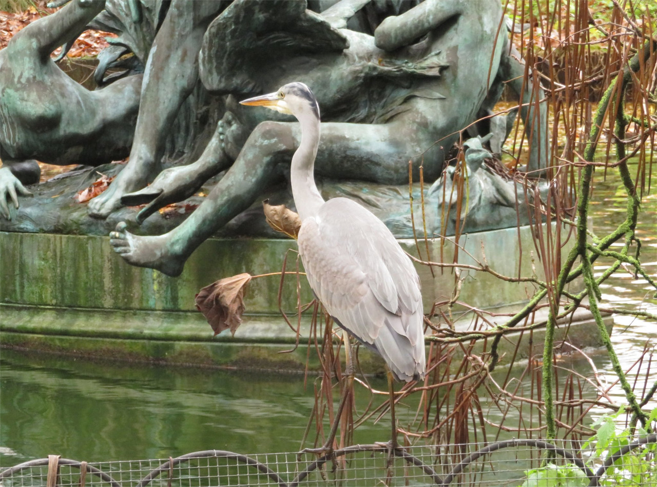 Grey heron