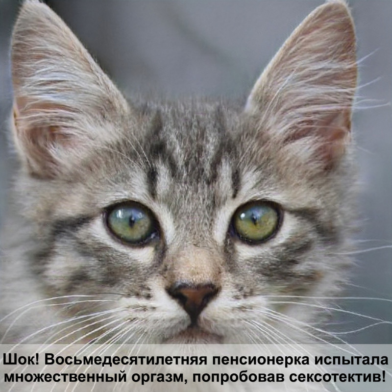 бурый окрас кошек