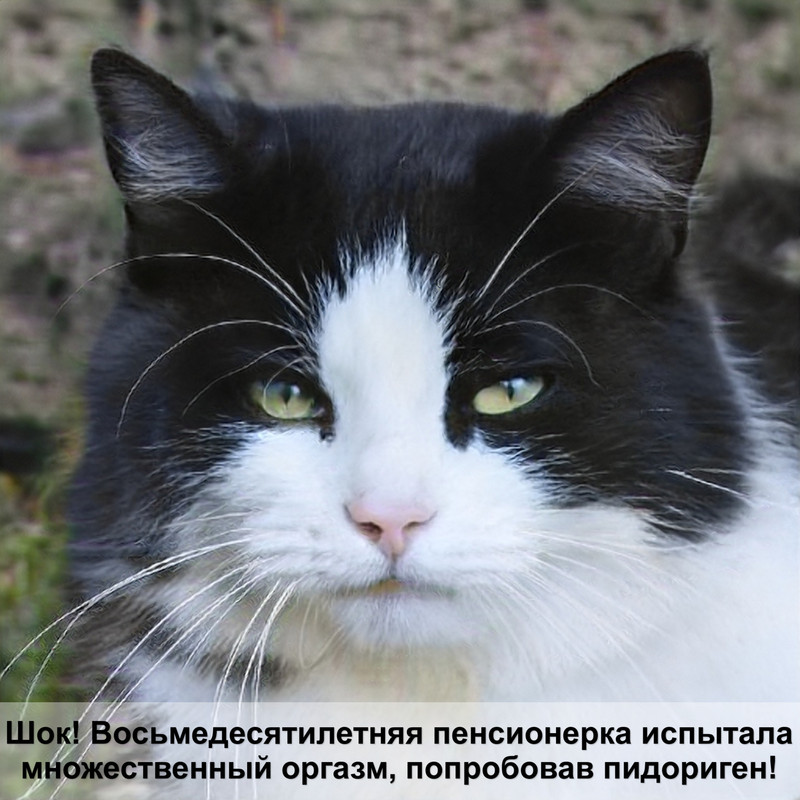 самая красивая вислоухая кошка