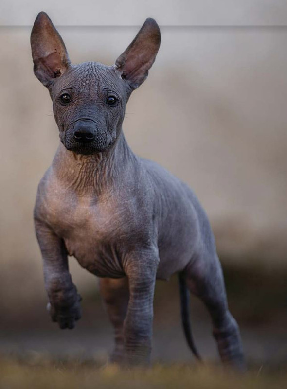 Il M C Lug-Ago 2022 (10)