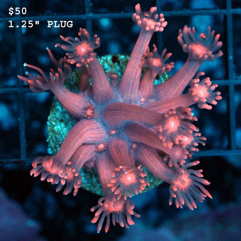 IMG_7252_1024x1024@2x