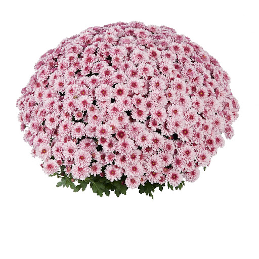 Sanbeam pink bicolor1