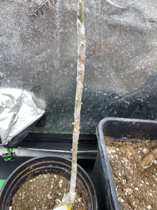 C4C62475-2929-4D6A-9728-5C099AD38131