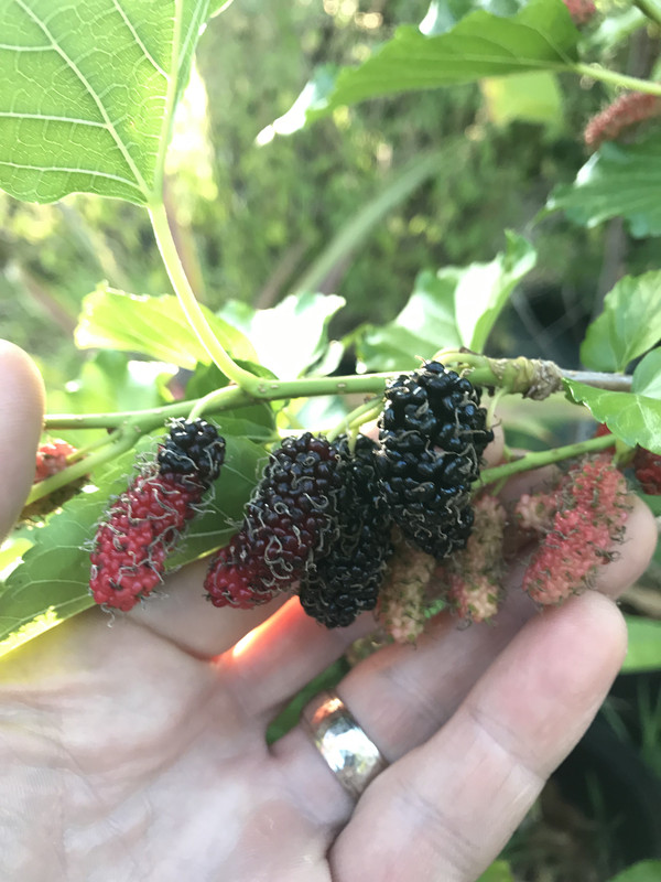 Thai Dwarf Mulberries 4 2019