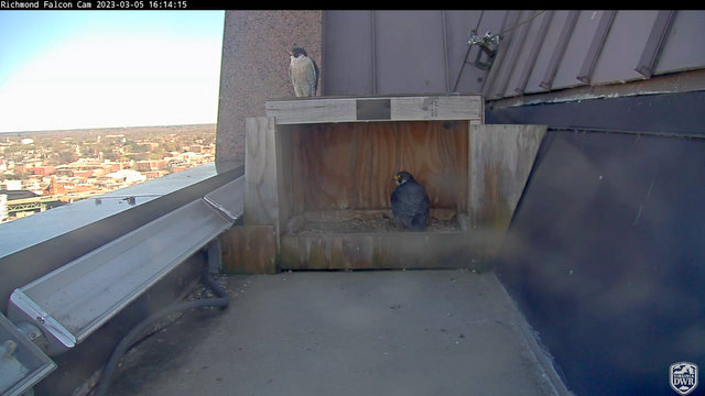 Richmond/DWR Falcon Cam  Przechwytywanie-w-trybie-pe-noekranowym-05-03-2023-215510