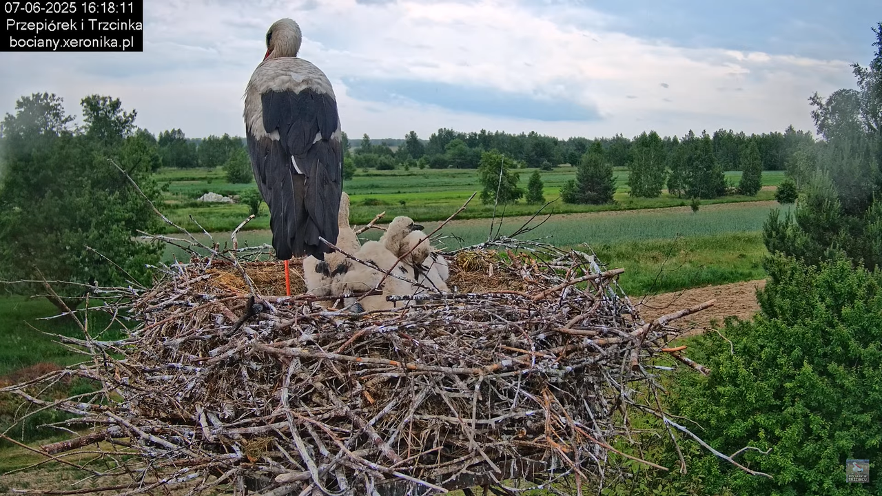 07062025bociany31
