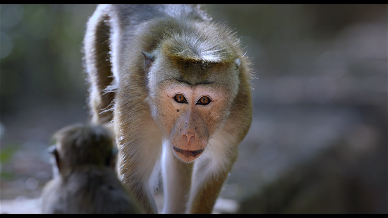 Monkey Kingdom (2015) (1080p BluRay x265 Silence)-2