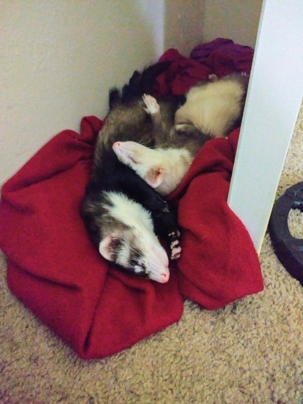 IMG_20190424_154138519