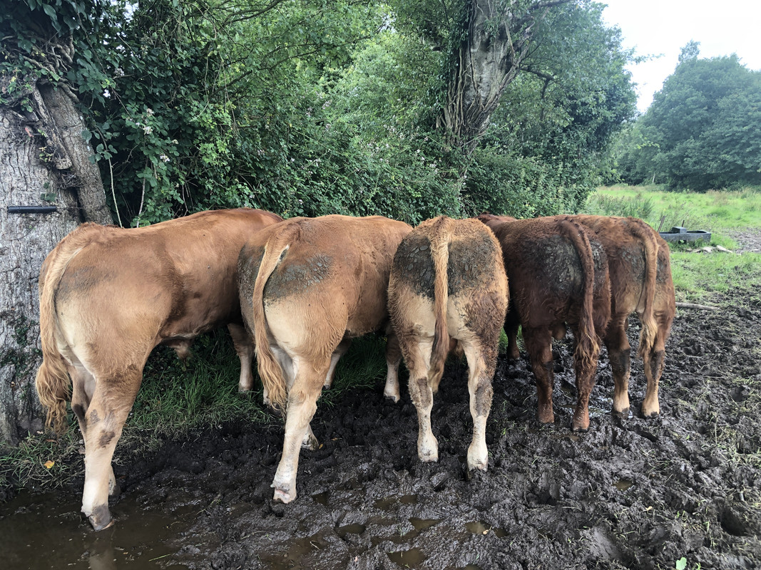 A95E1641-C194-4C69-AB6D-636005A0DB2C