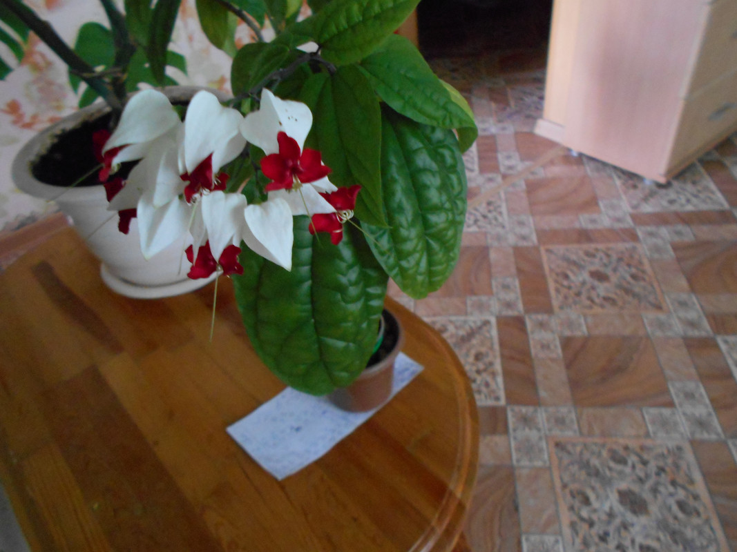 2014-12-31 17-00-00 (68)