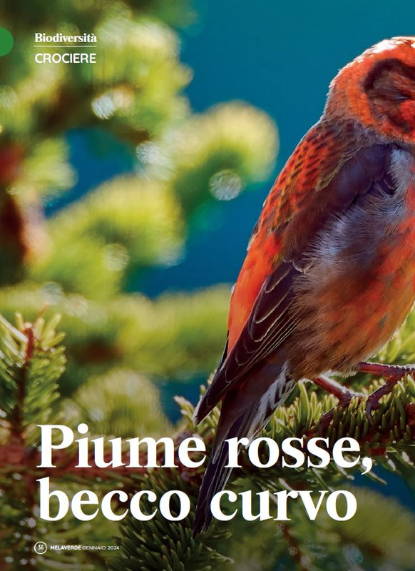 melaverde Gen 2024 (3)