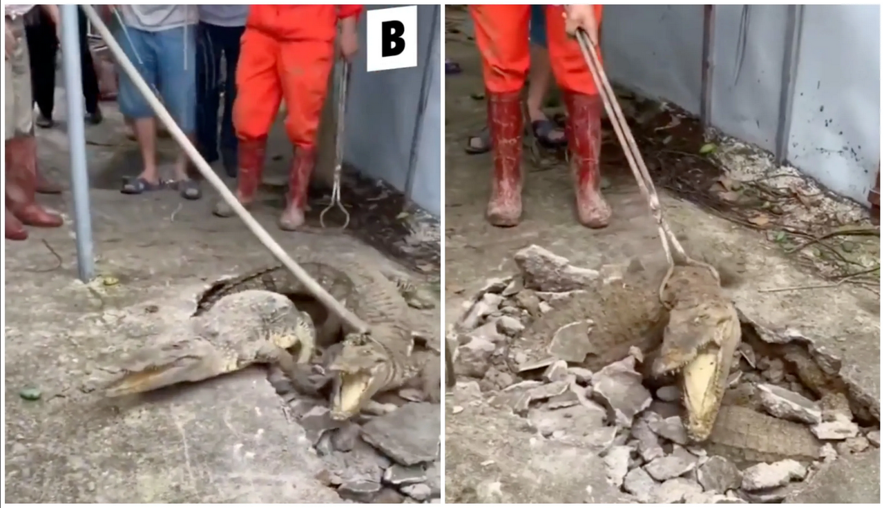 Video: así encontraron a 3 cocodrilos que vivían bajo tierra en una vivienda