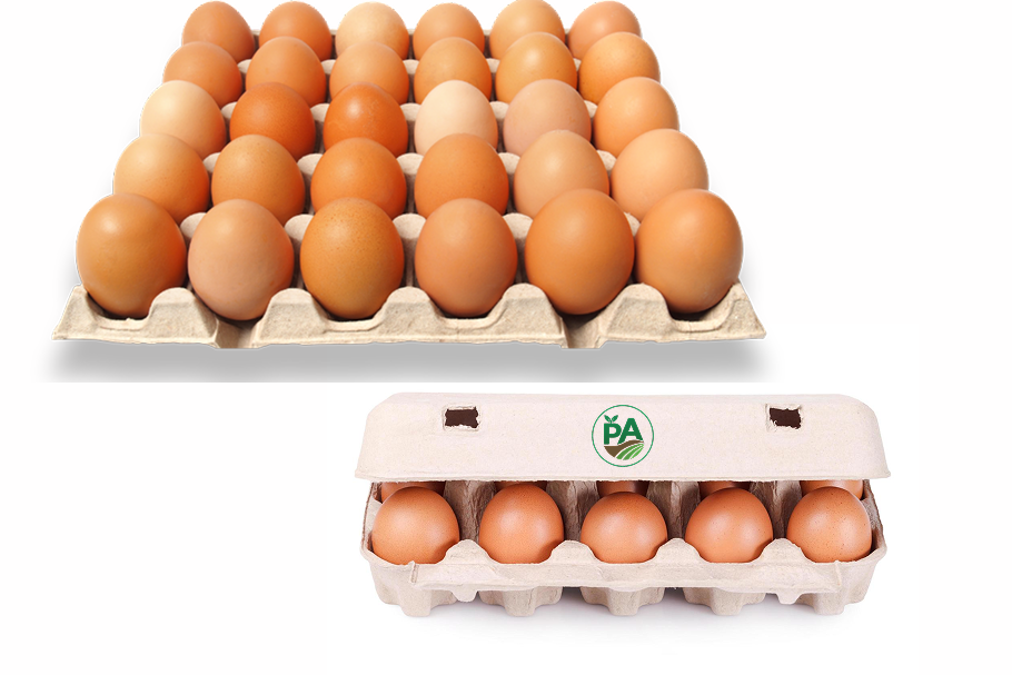 Œufs frais de ferme