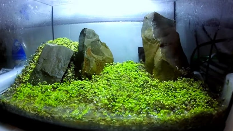 Cattura di schermata (566)