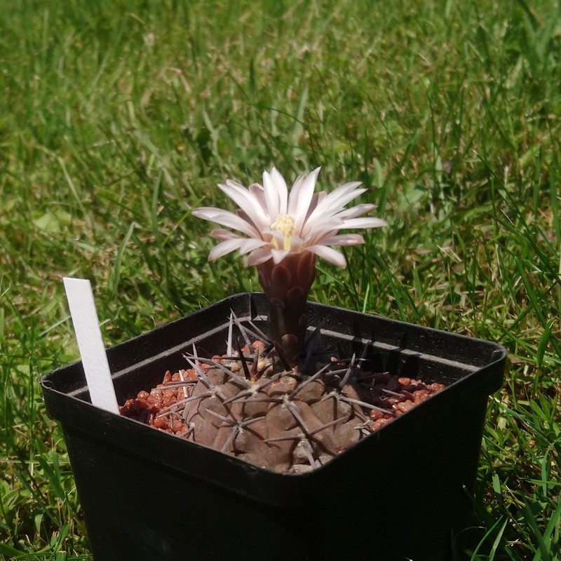 Gymnocalycium bodenbenderianum (riojense) G 05
