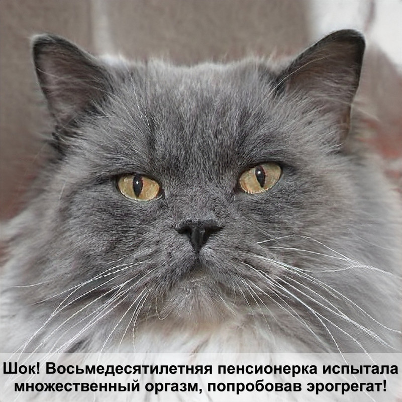 как определить пол котенка