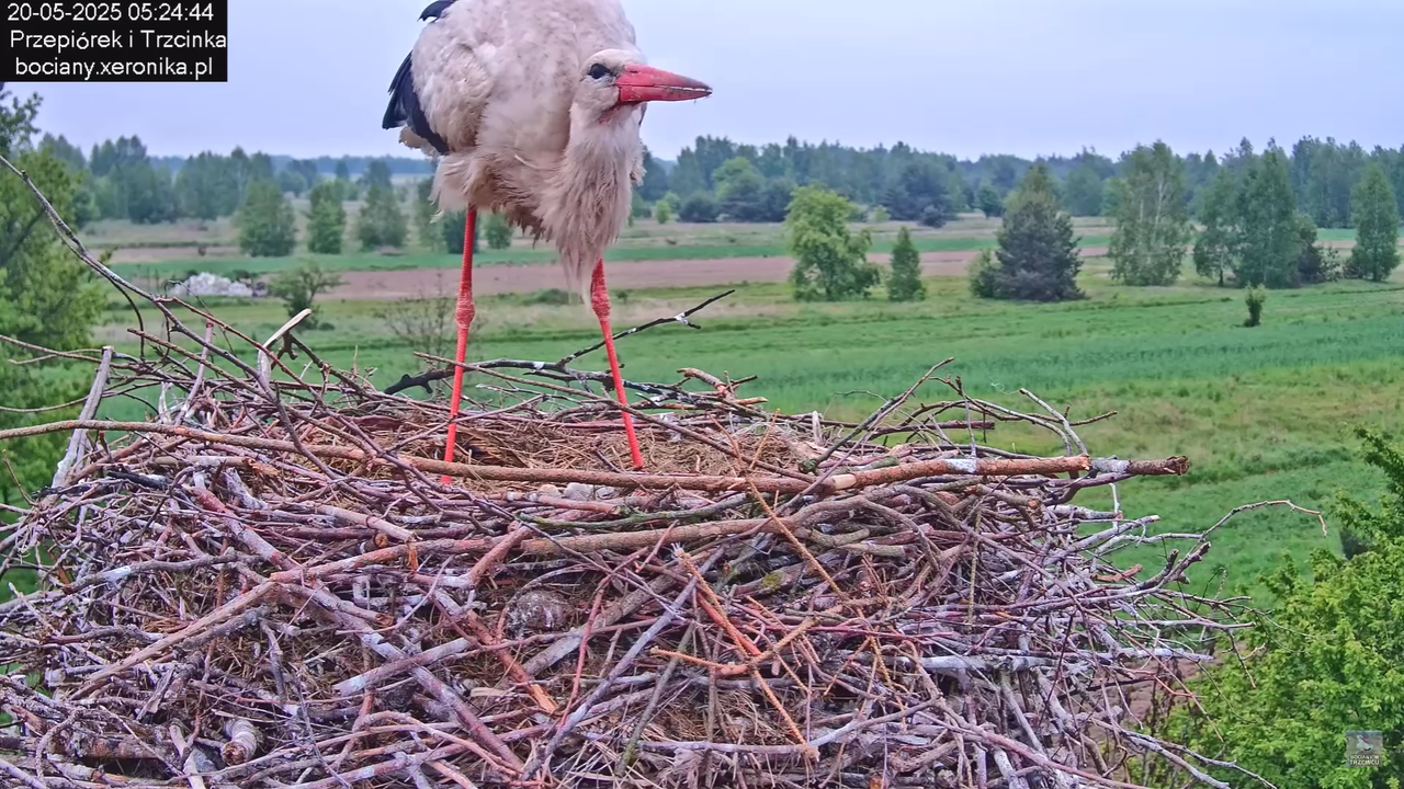 20052025bociany13