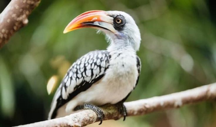 What Type of Bird Is Zazu