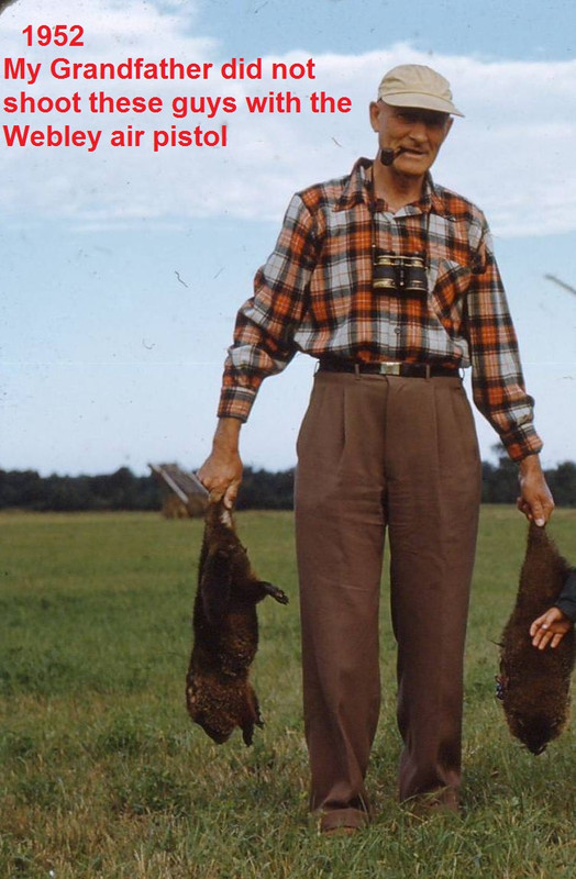 1952-bringing home the bacon