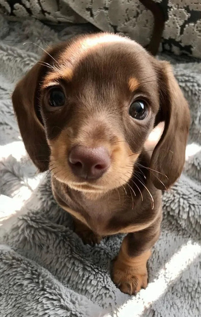 cutepuppyd8a058b2.jpg
