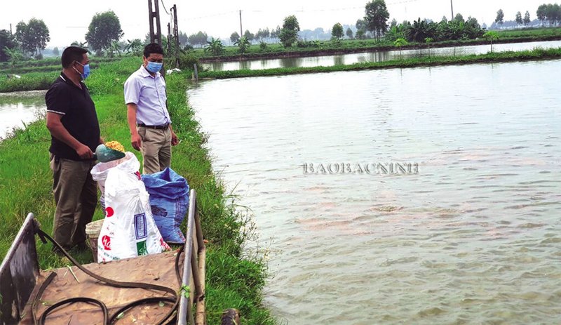 Bắc Ninh: Quy hoạch đất đai, nền tảng cho kinh tế trang trại phát triển