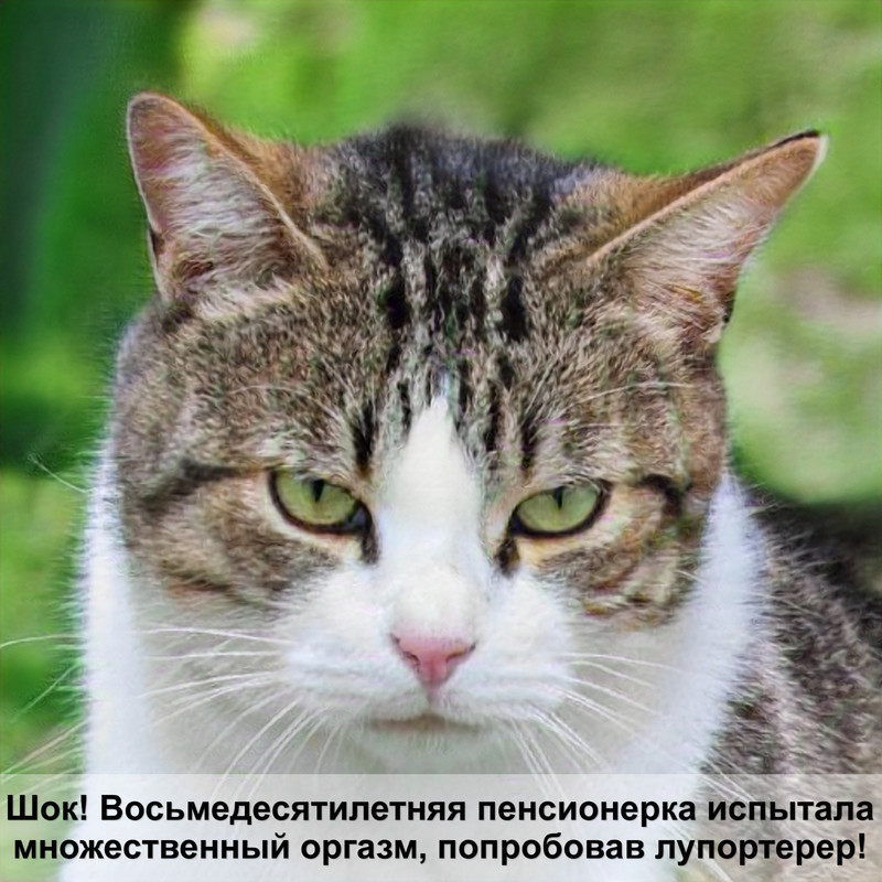 породы кошек белой окраски