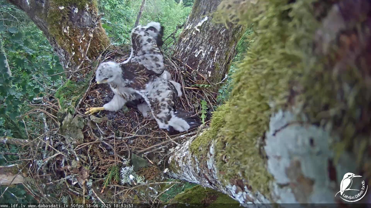 Melnās klijas (Milvus migrans) Kurzemē_ peļu klijāni (Buteo buteo) 14-33-27 screenshot