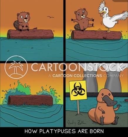 platypuses-born-how-beavers-seagulls-animals-WC900545-low.jpg