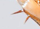 Capture.png