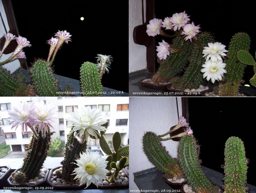 6-25.07.2012.-7 cvetova-7 godina-19. i 28.09.201