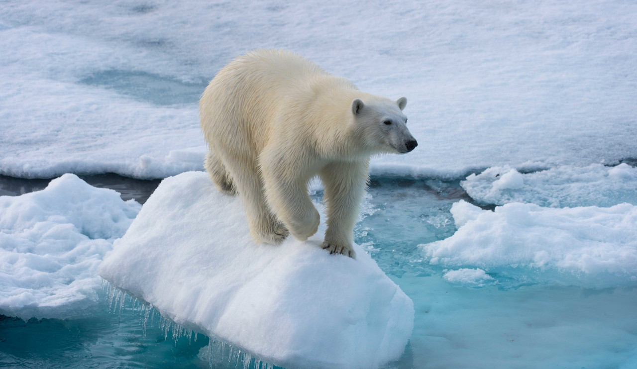 Matan a oso polar por intentar comerse a una turista en Noruega