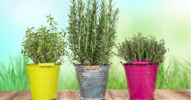 ruzmarin u saksiji