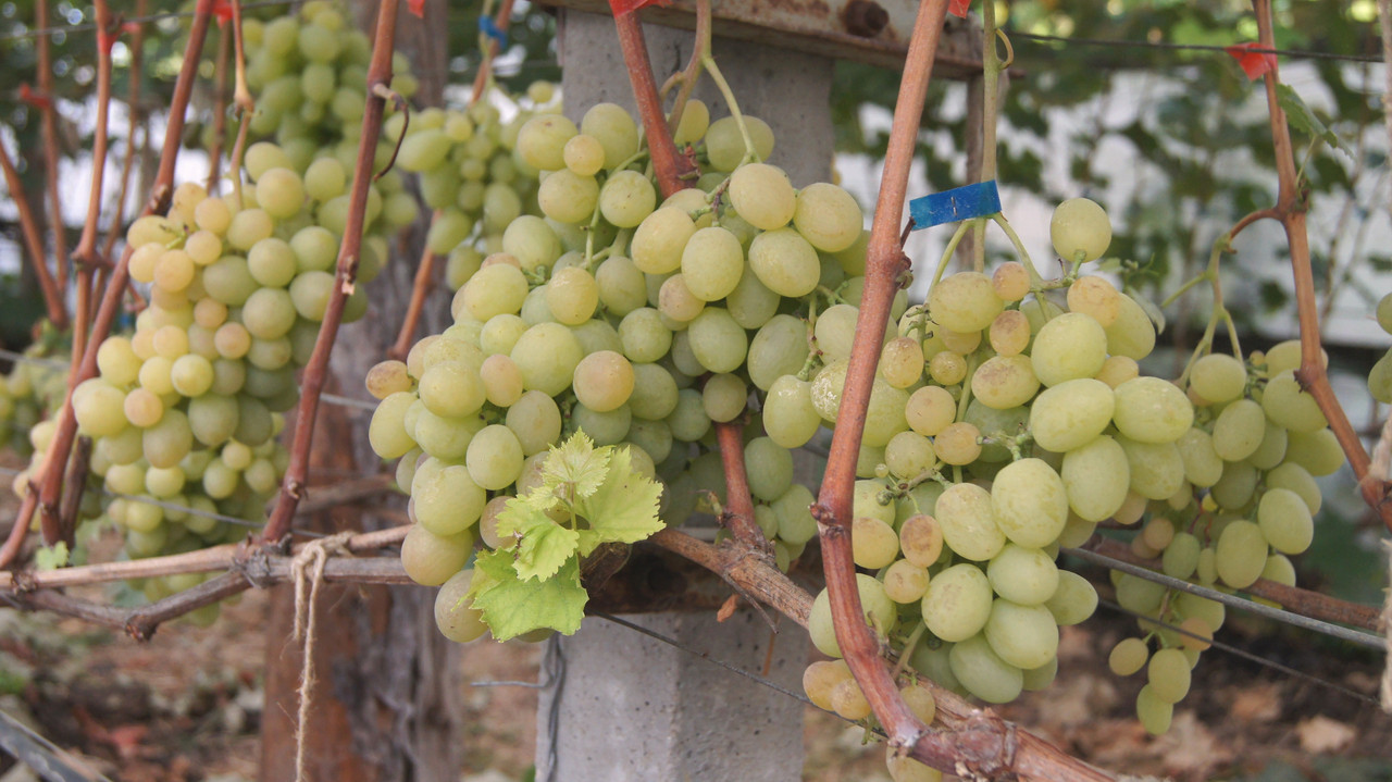 Нагрузка на кусте Ланселота в тепличке Н.Бабич,г.Пинск, 7 сентяб