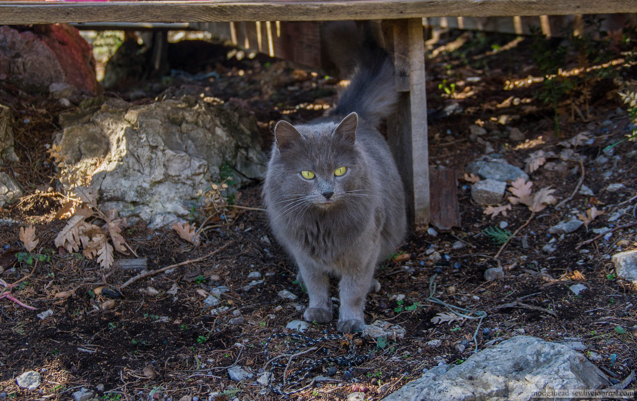 Laspi-Cat-9420