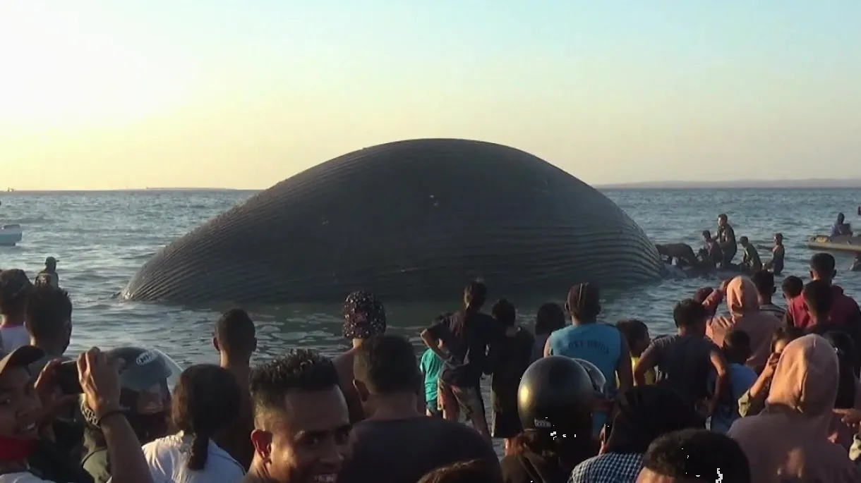 ¿Por qué explotan las ballenas? Es la pregunta viral de momento