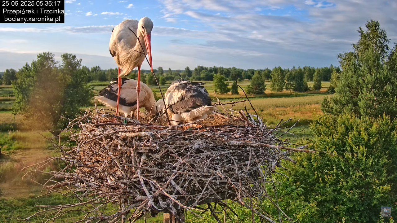 25062025bociany9