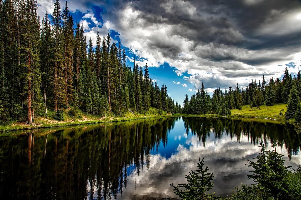 green-conifers.jpg