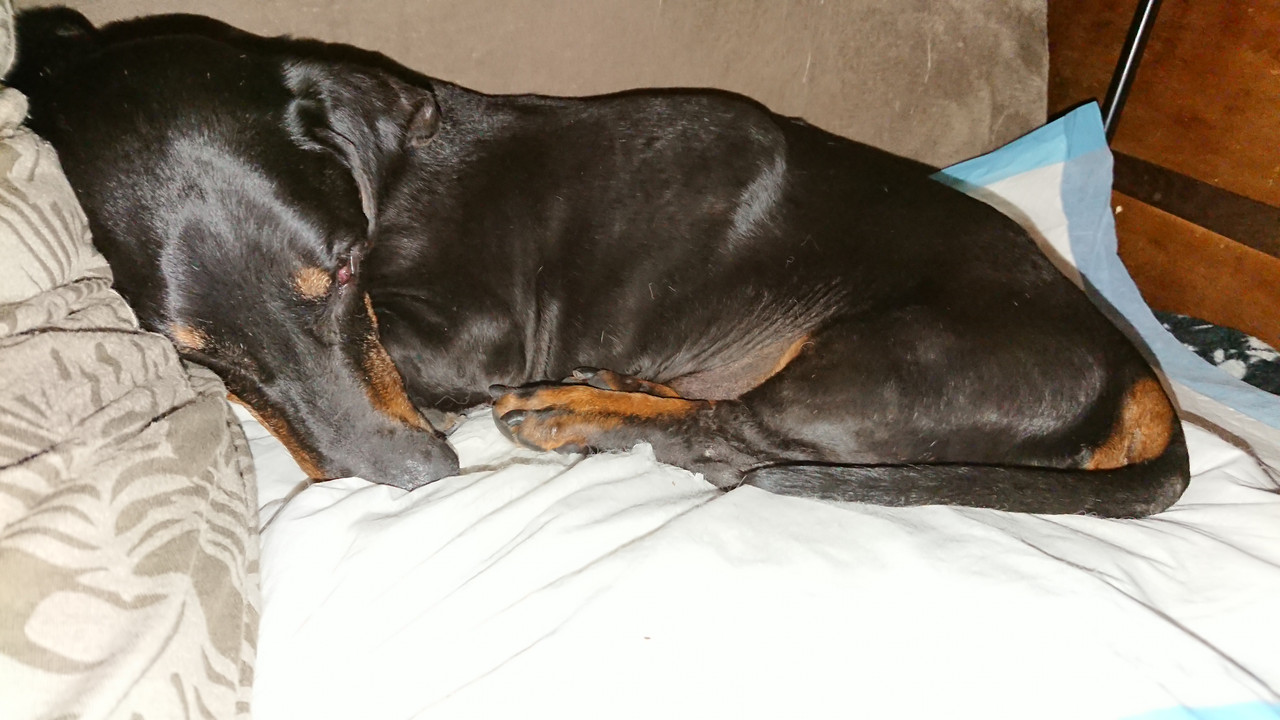 [Image: DSC-0737.jpg]