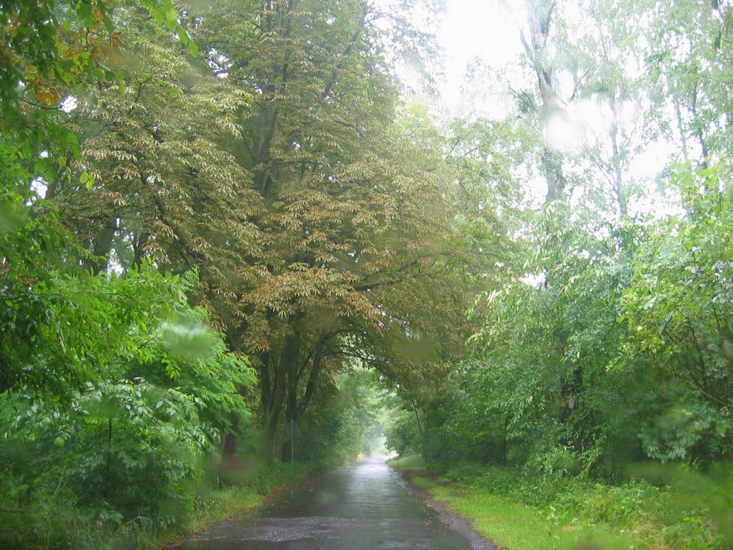 bos-regen