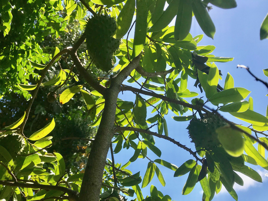 guanabana groupshot 4 2019