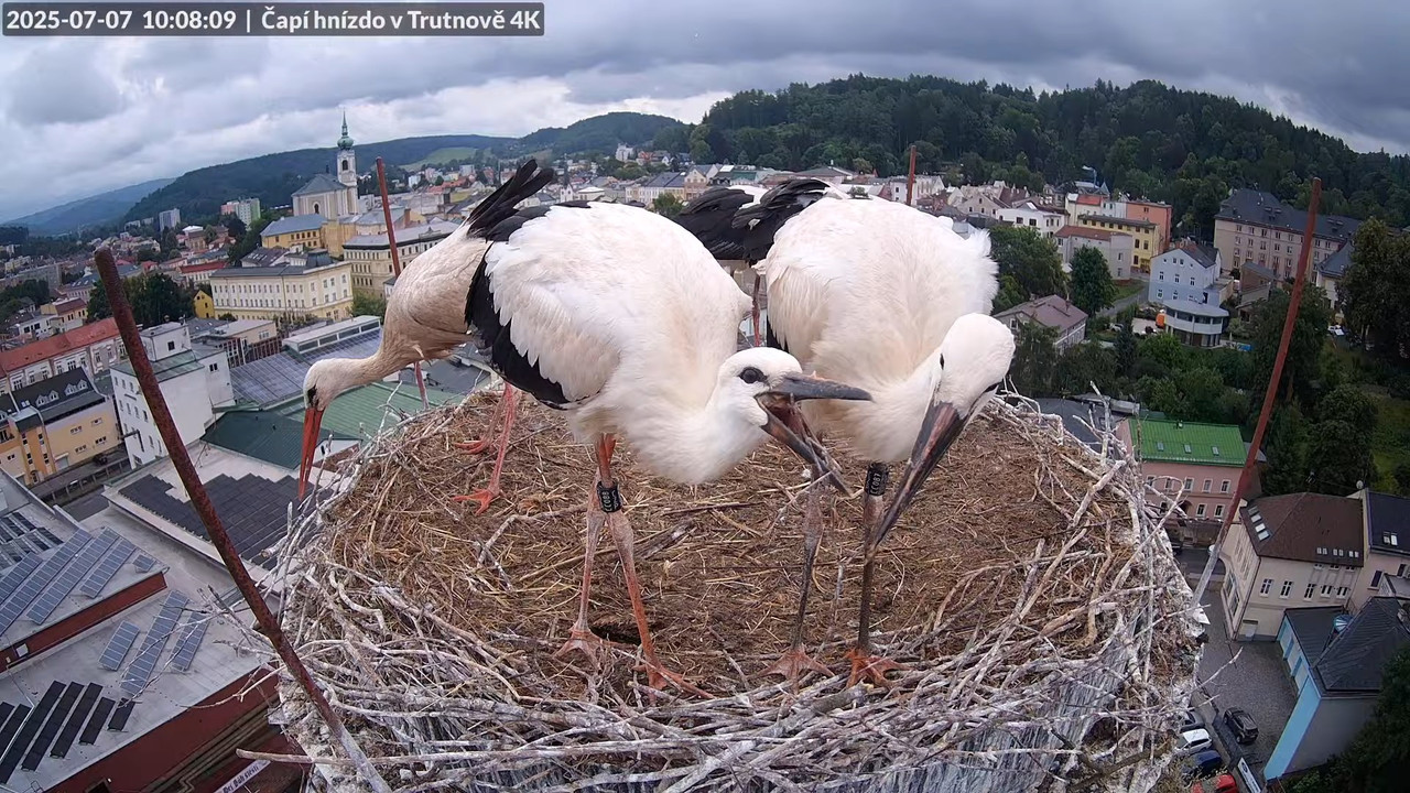 Tiešraide no stārķa ligzdas uz alus darītavas skursteņa Trutnovā 10-34-30 screenshot
