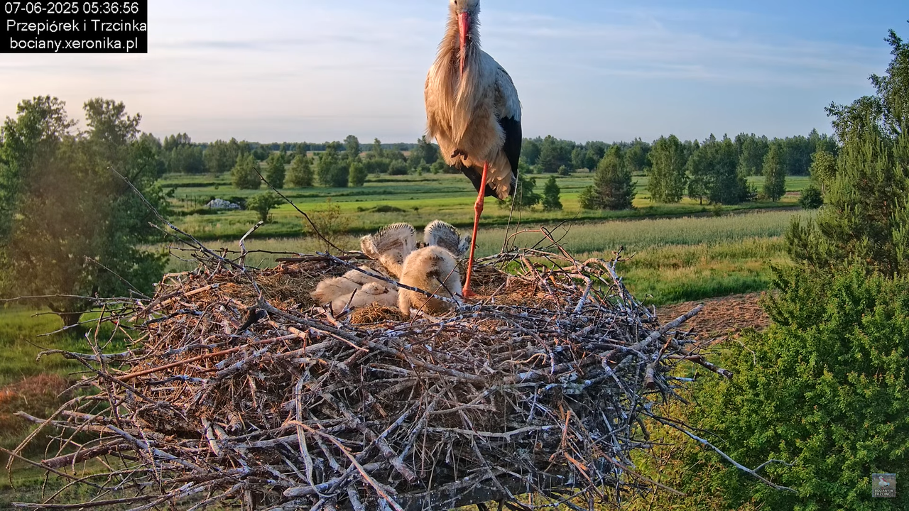 07062025bociany9