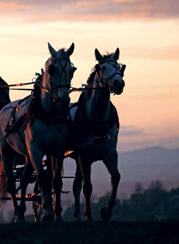 Il Mio Cav (Set 2022) 2