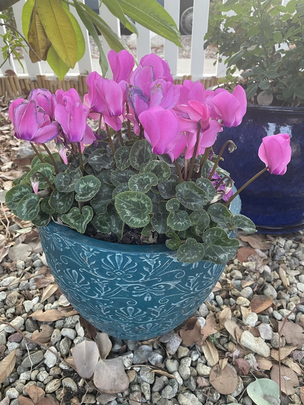 A4E7AE24-0DB4-457A-90B4-8D603972181F_1_105_c