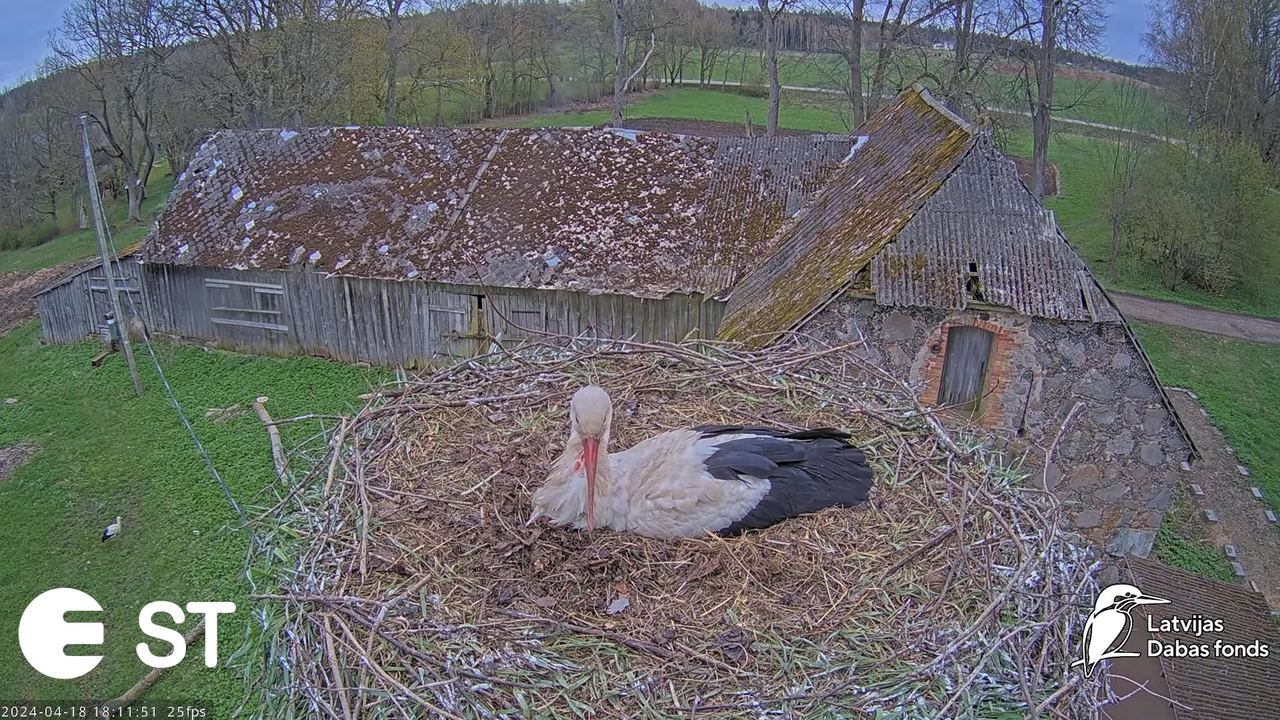 Baltie stārķi (Ciconia ciconia) Tukuma novadā - LDF tiešraide __ White storks in Tukums, Latvia 11-5