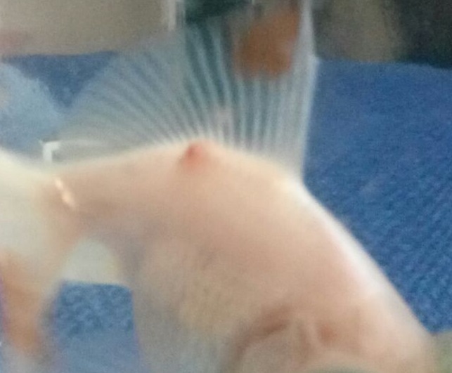 WhatsApp Image 2017-11-18 at 13.37.28 (2)