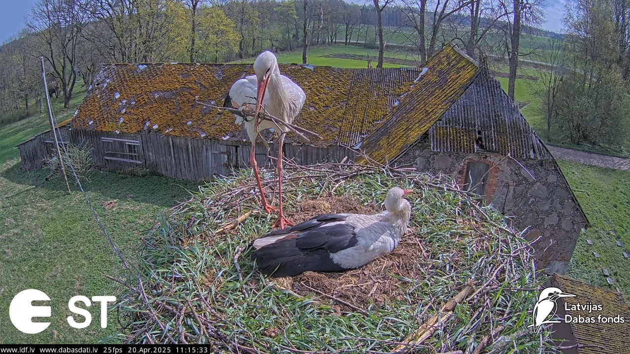 (42) Baltie stārķi (Ciconia ciconia) Tukuma novadā __ White storks in Tukums, Latvia - YouTube - 811